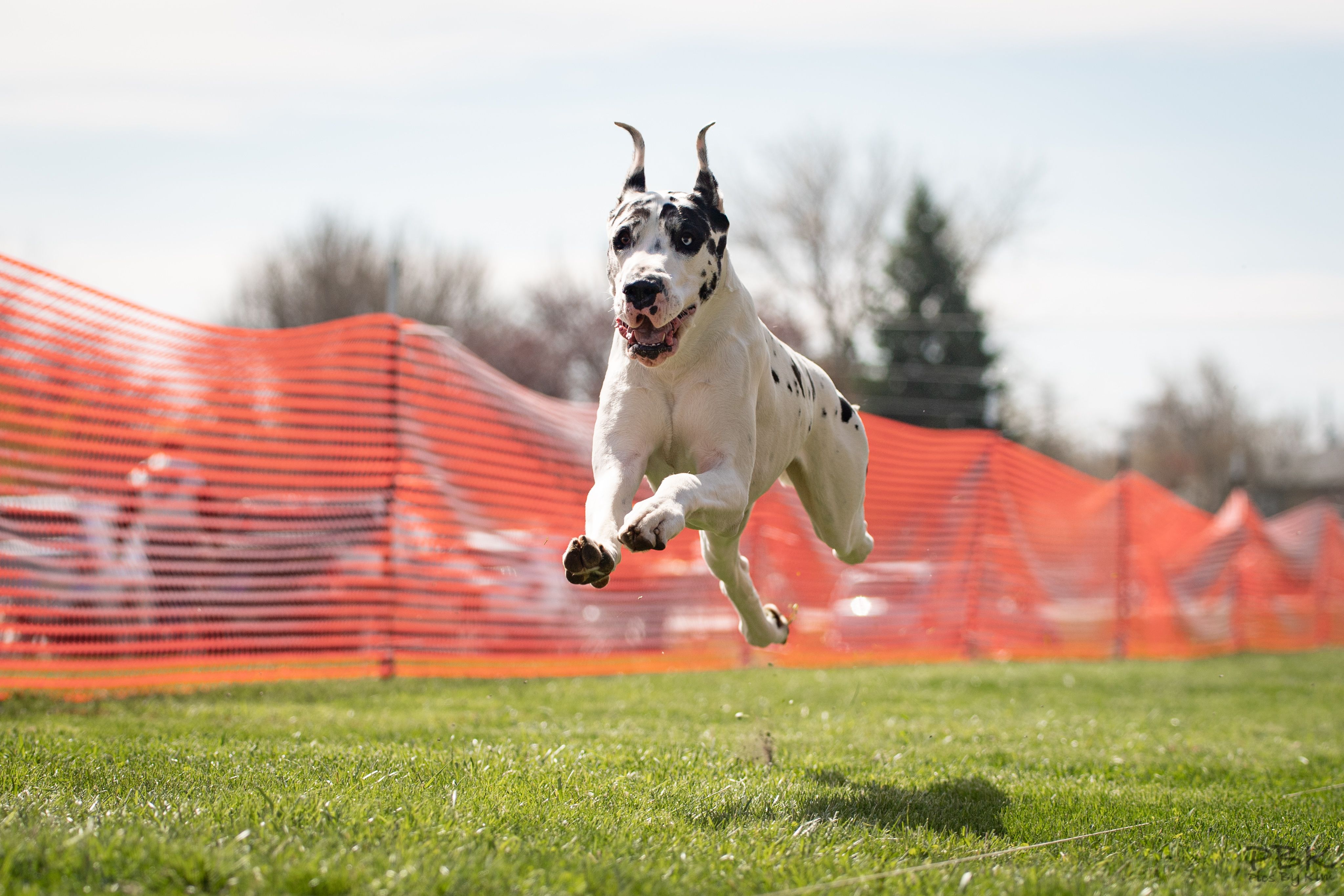 Great Dane FCAT