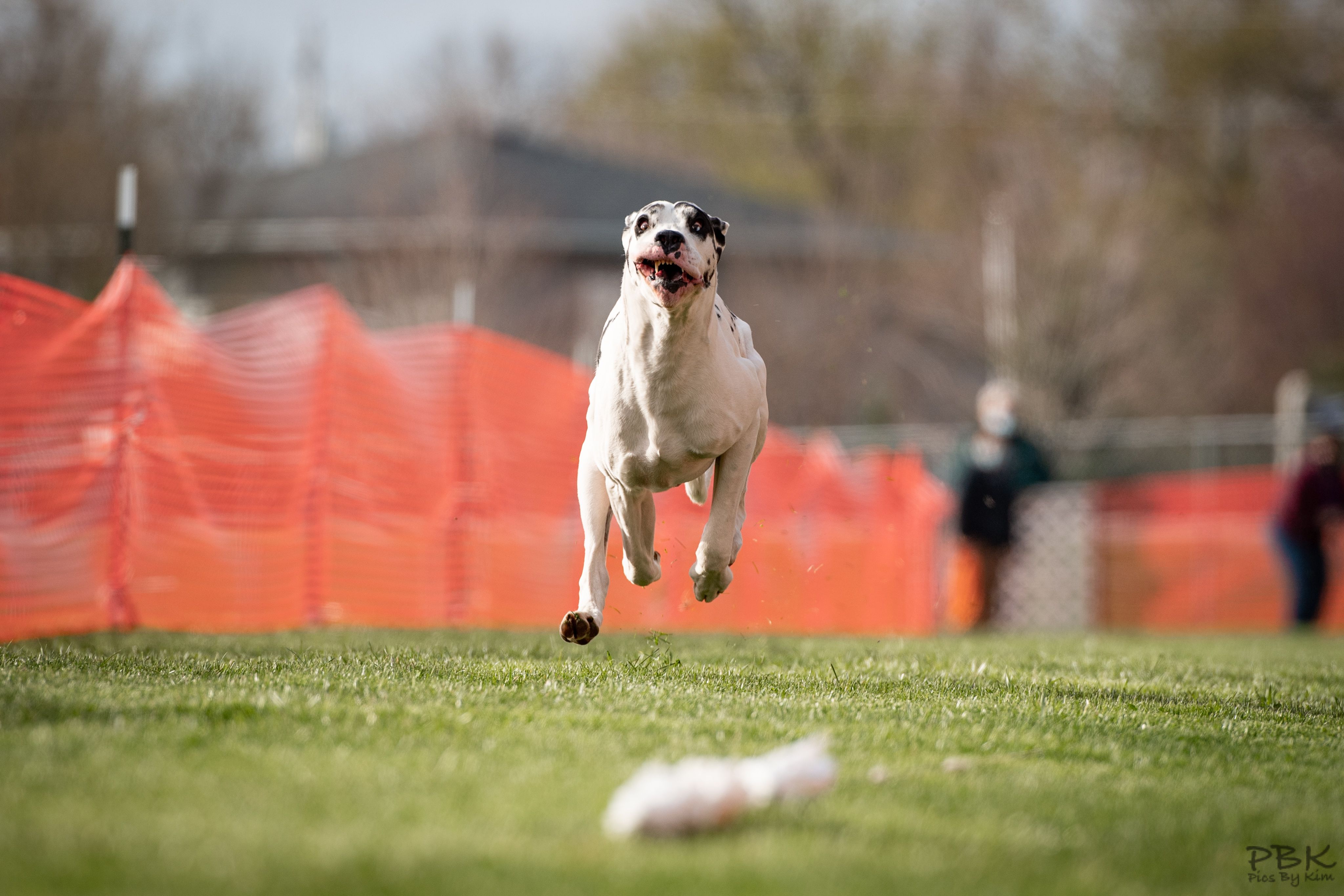 Great Dane running