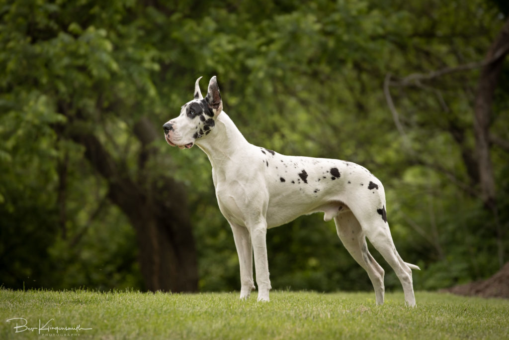 harlequin Great Dane Bing