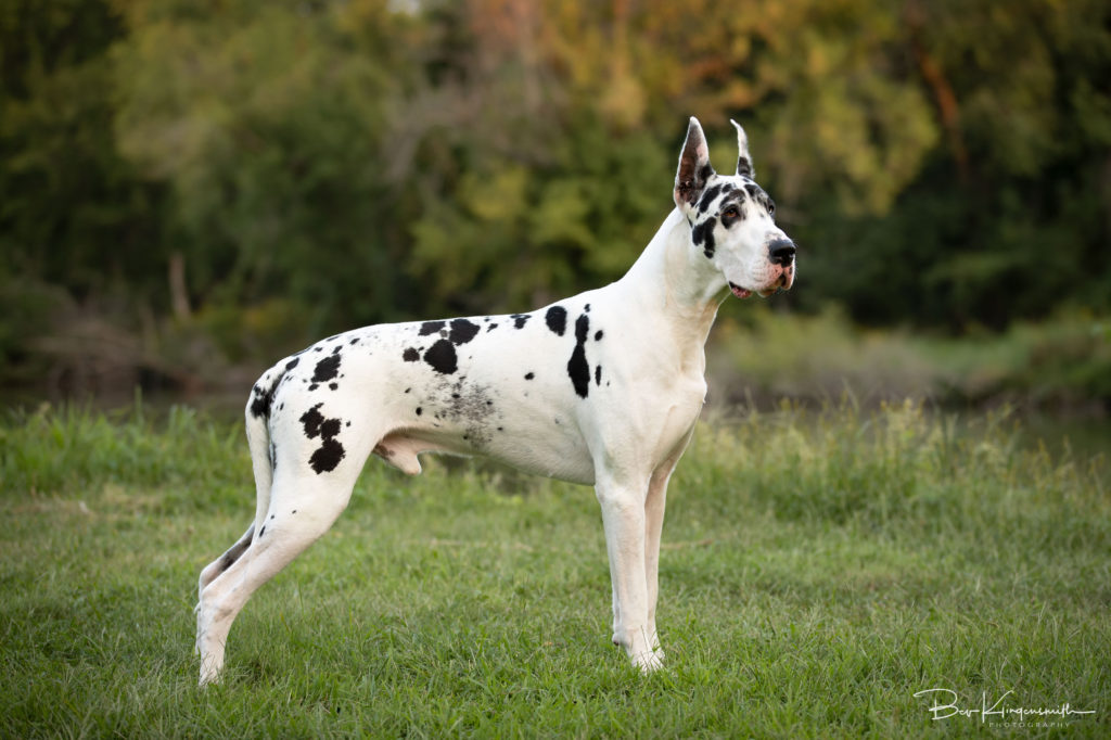 Harlequin Great Dane cropped ears