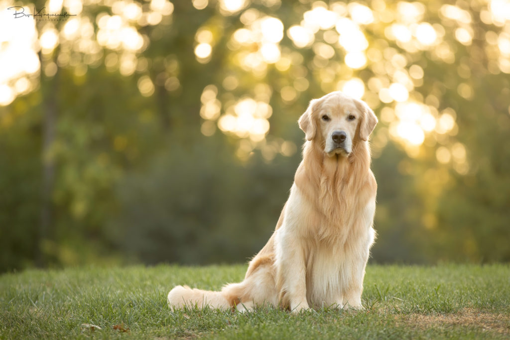 Golden Retriever