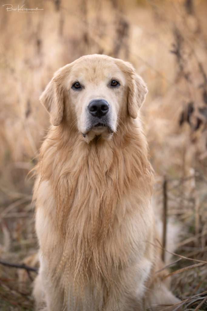 Golden Retriever Iowa