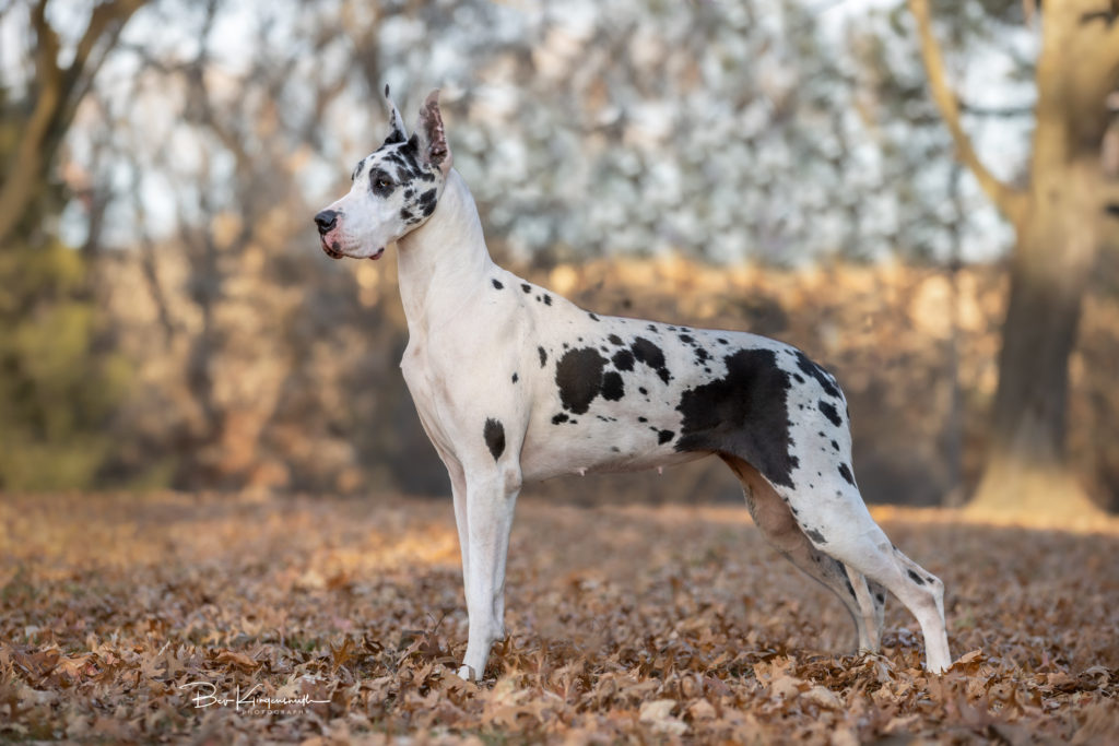 Harlequin dane