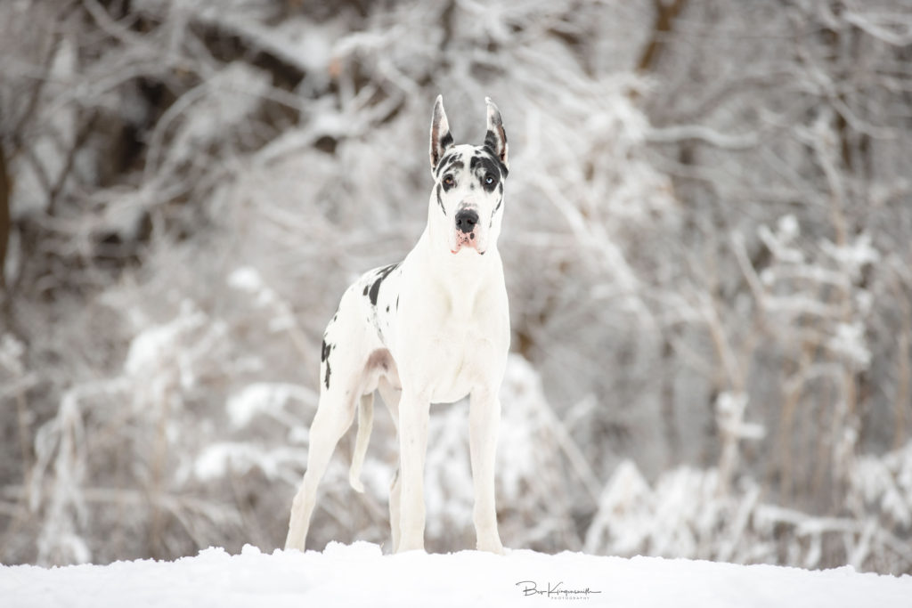 Bing harlequin Dane snow