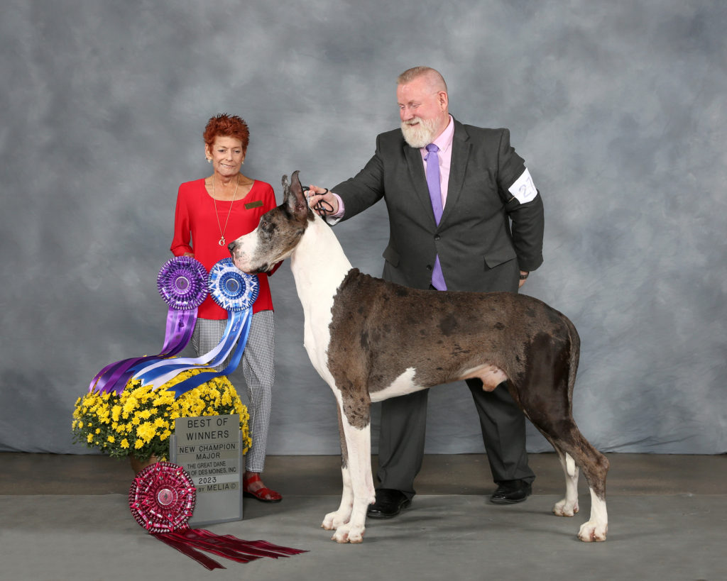 Merle Great Dane winning at AKC dog show