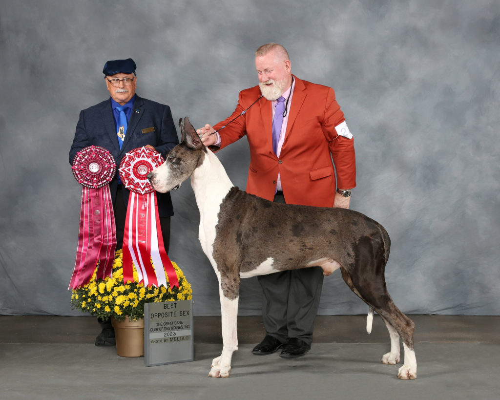 Merle Great Dane winning at AKC dog show