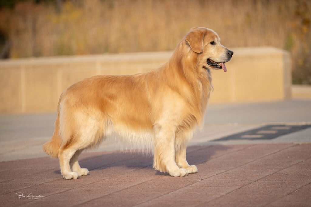 Golden Retriever