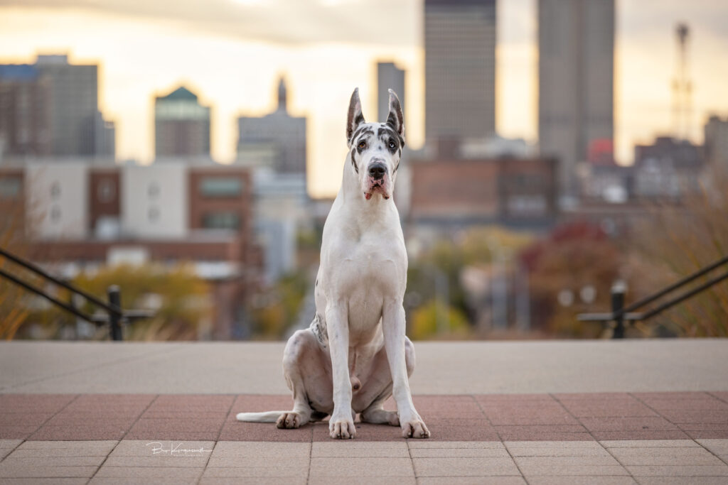 Bing Great Dane