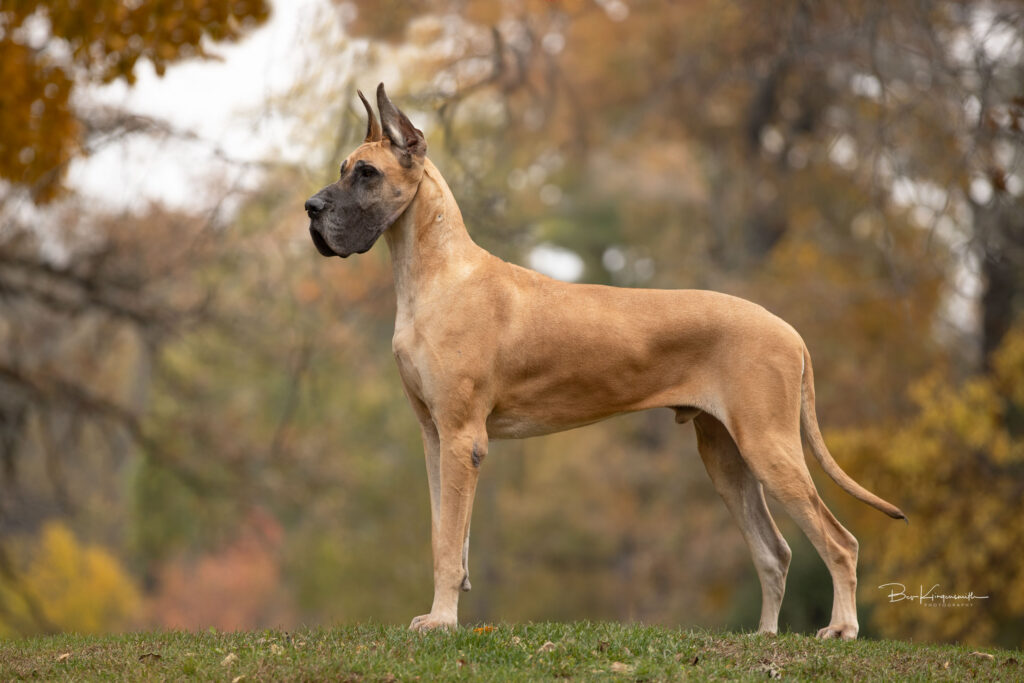 fawn great dane