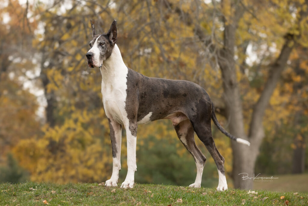 mantle merle great dane