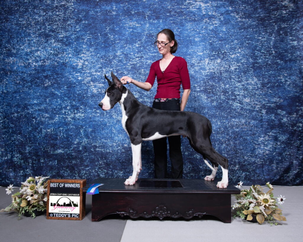 Severace (Bwitch Flighty Foto Half-Blood Price)