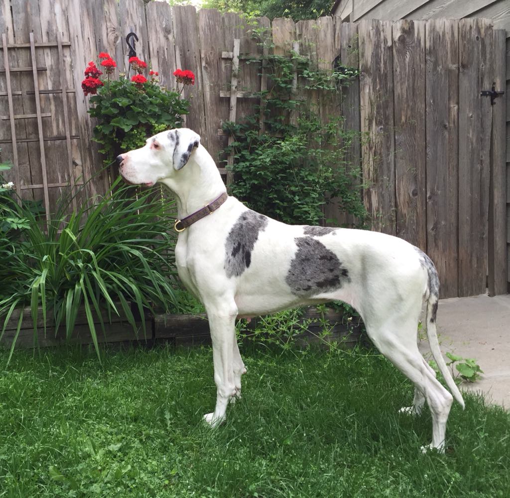 Merlequin Great Dane
BMW Windrose’ Peninah “Pearl”