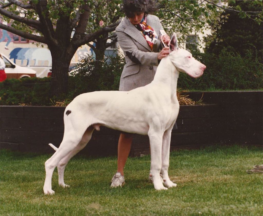 White Great Dane
BMW Avalanche “Johnny”
(CH BMW Graffiti CD X BMW Serenity CD)