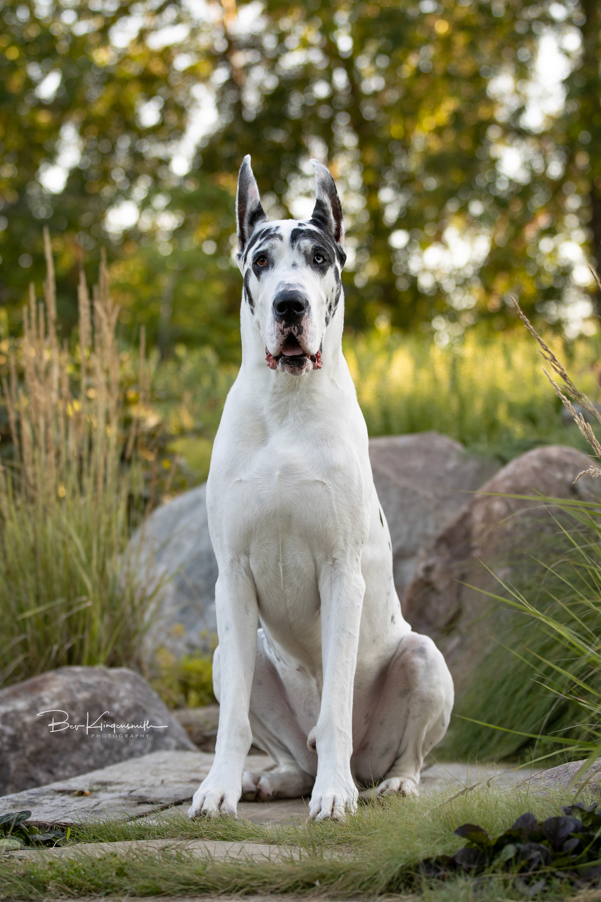 Bing harlequin great dane