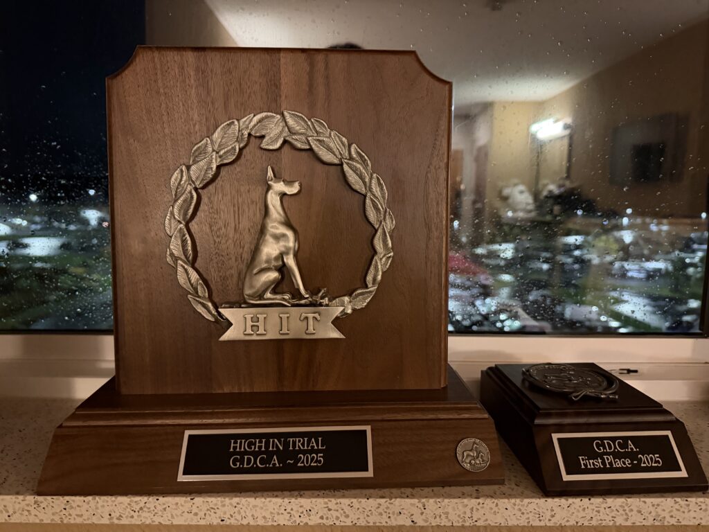 Great Dane High in Trial