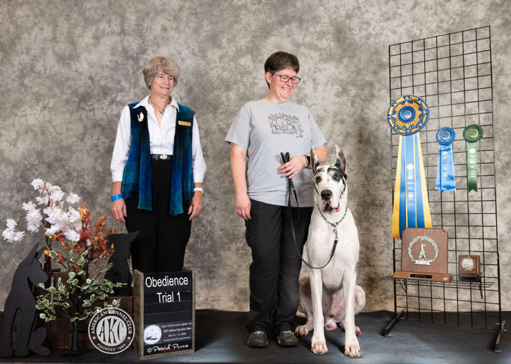Great Dane competing in obedience