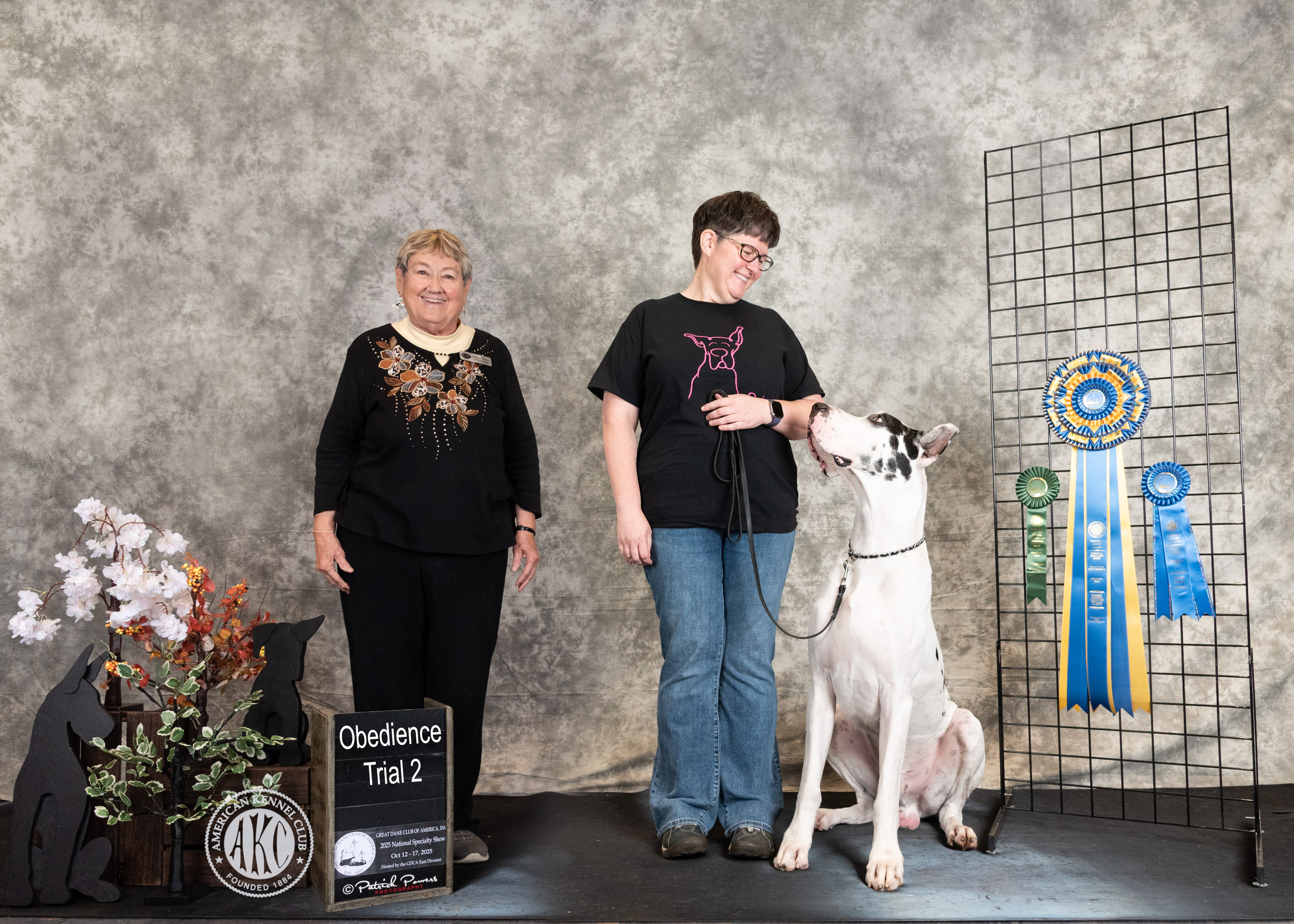 Great Dane AKC obedience