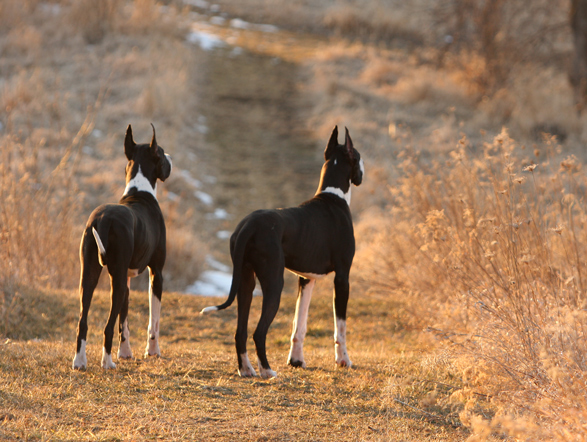 Flighty Foto Great Danes