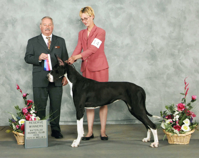 Mantle Great Dane showing