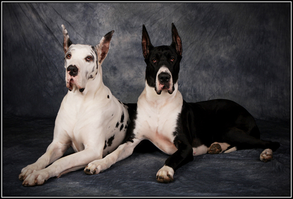 mantle & harlequin great danes