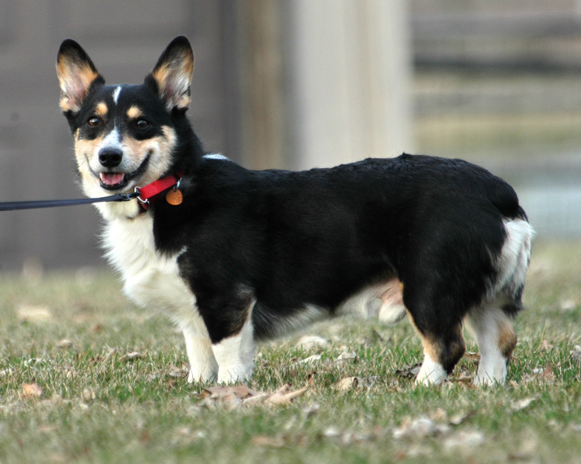 Guinness - missing Corgi