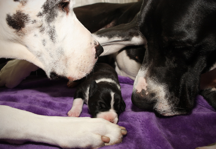 Great Danes with newborn puppy