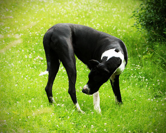 Great Dane and a bug?