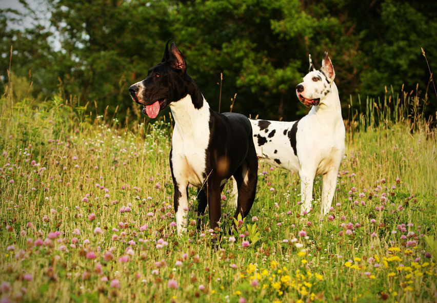 Harlequin and mantle Great Danes