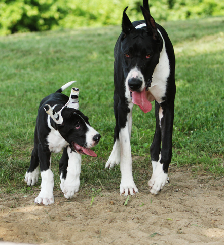 mantle great danes