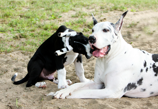 harlequin & mantle great dane