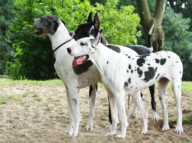 harl, mantle & merle great danes