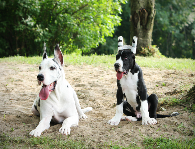 harl & mantle great dane