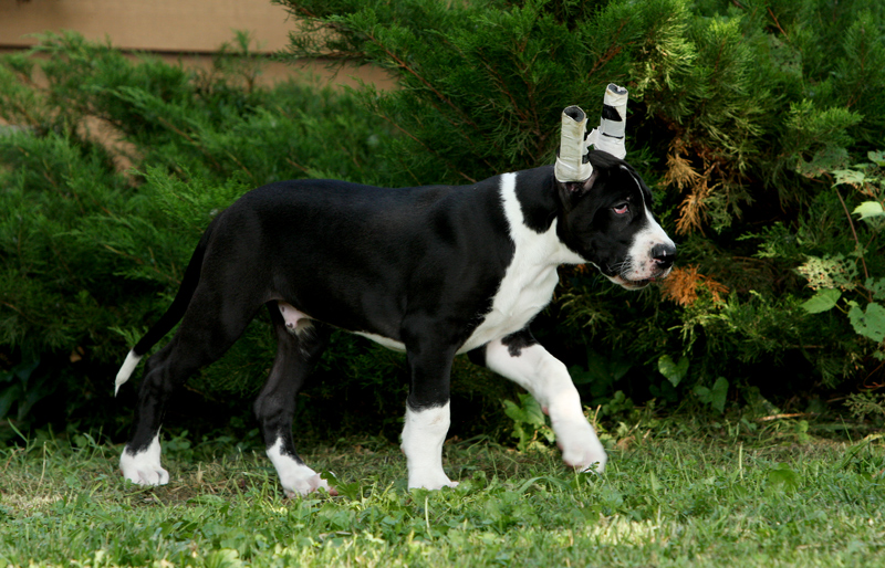 mantle great dane puppy