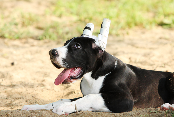 mantle great dane puppy