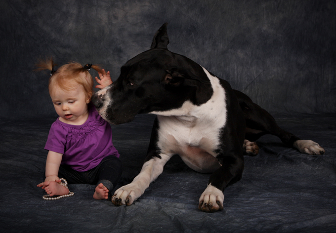 great dane with baby