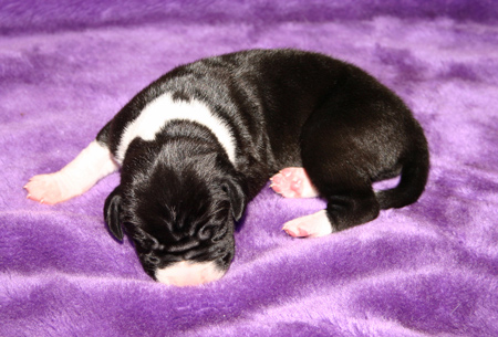 newborn great dane