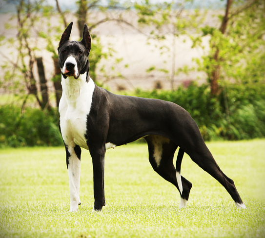 show colored mantle great dane