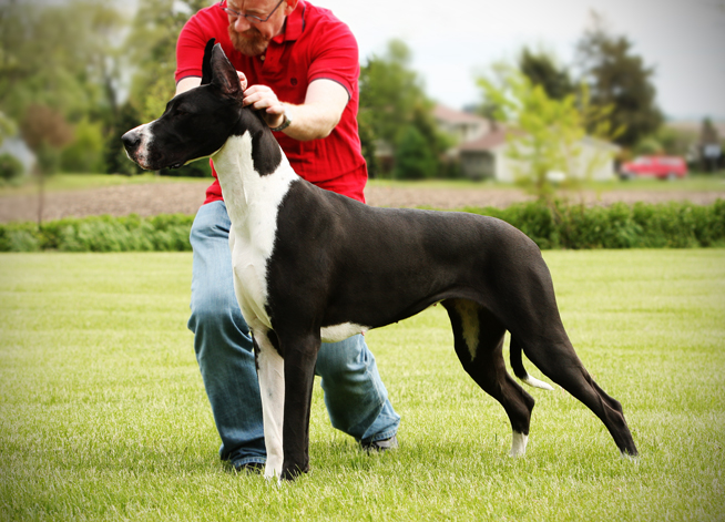 mantle great dane