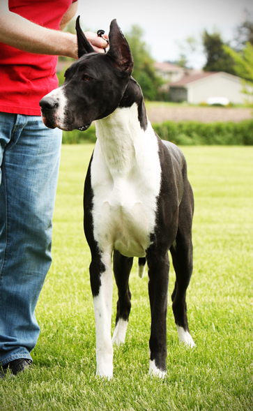 mantle great dane