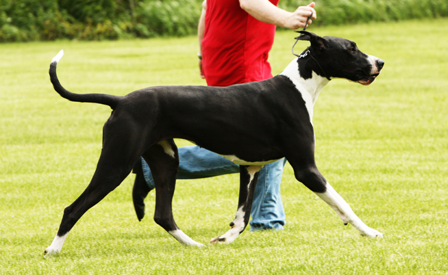 mantle great dane