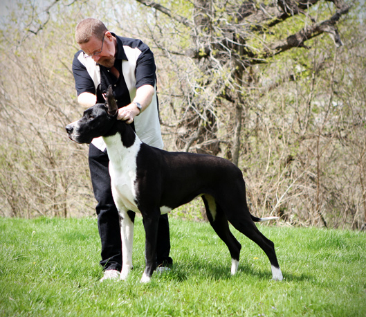 Show marked mantle Great Dane
