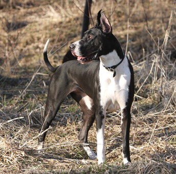 female mantle dane