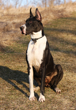 mantle great dane