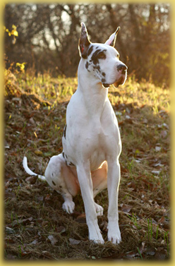 Harlequin Great Dane