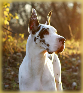 Harlequin Great Dane cropped ears