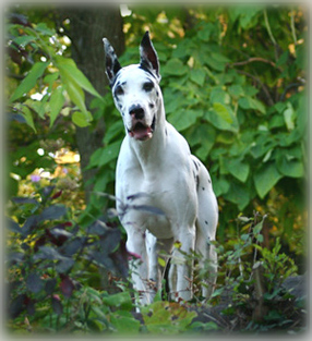 Harl Dane