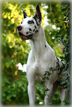 female harlequin Dane - Skyy