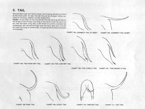 Tail