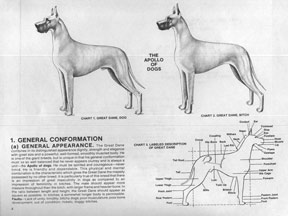 General Conformation & Appearance