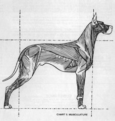Musculature Structure